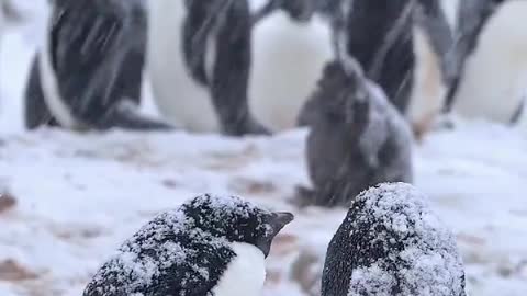 Adélie penguins in the snow 🌨️ 🇦🇶 Cape Hallett