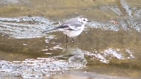 a bird after rain