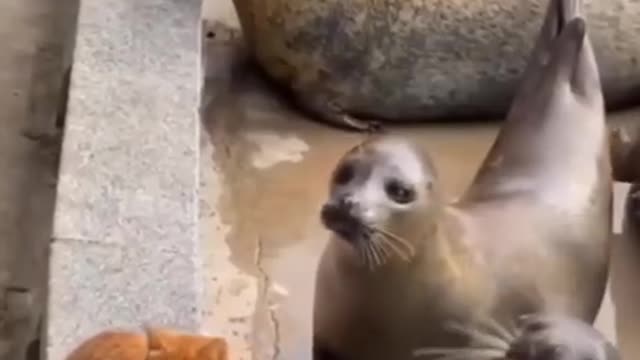 CAT SMACKS SEAL!