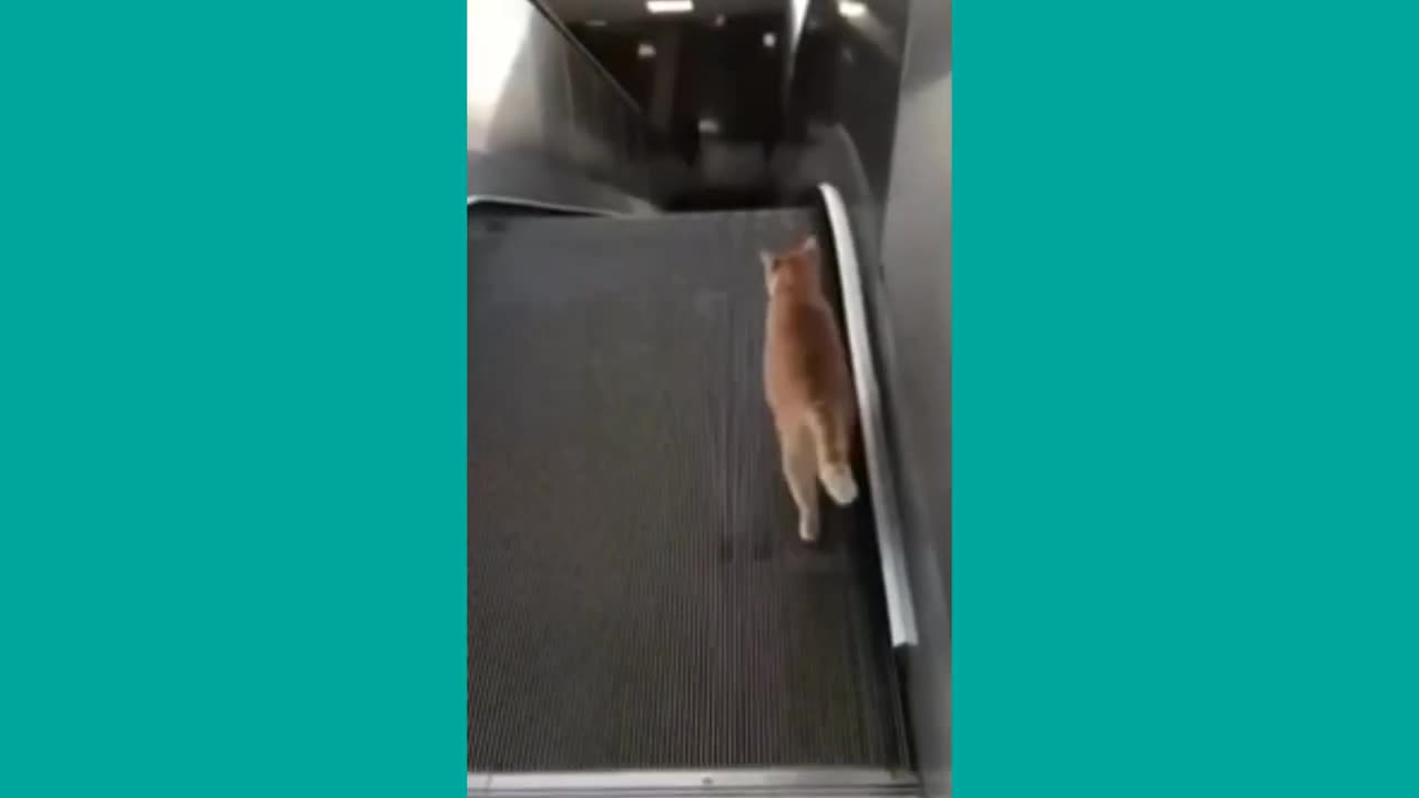 Funny Animal Videos__Funny Cat Videos 2023
