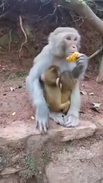 Feeding Baby Monkey Video / Monkey Eating Video