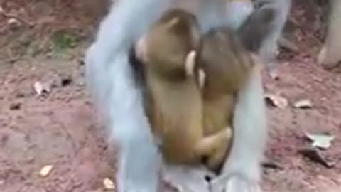 Feeding Baby Monkey Video / Monkey Eating Video