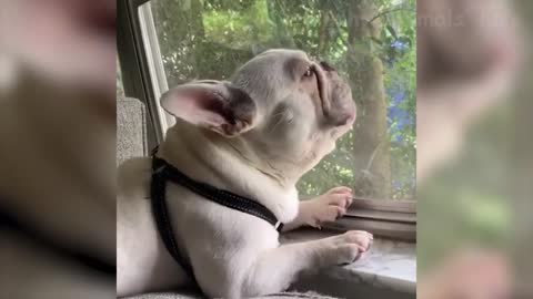 #funniest #Funniest # Dogs # Cats #happydog