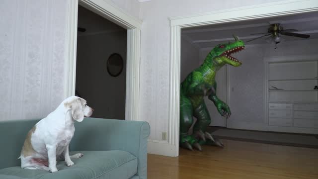 Dog Unimpressed by Slenderman Costume & Other Monsters Funny Dog Maymo Prank Compilation