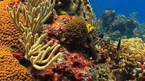 Beautiful underwater view