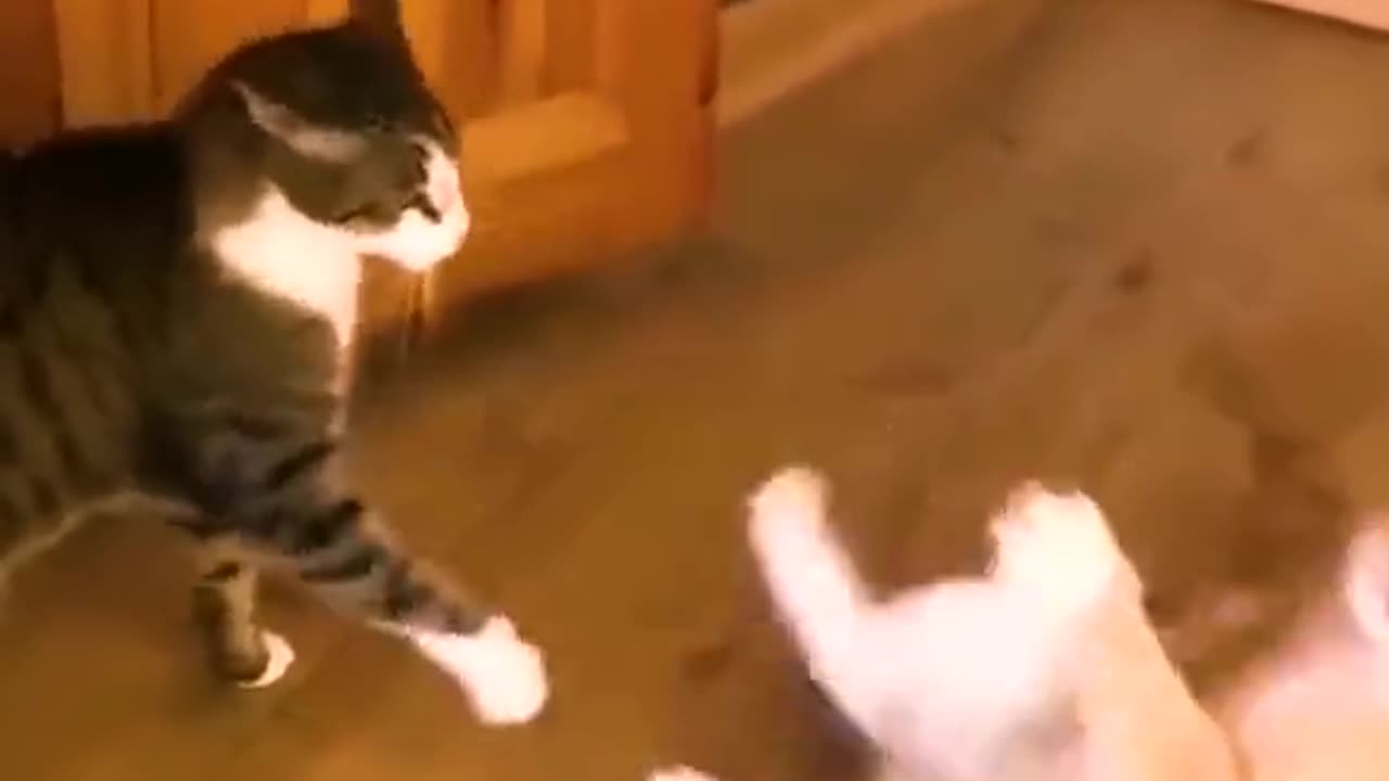 Funny cat animal video