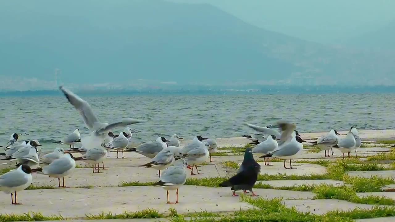 Seagulls on the boardwalk with the sea.