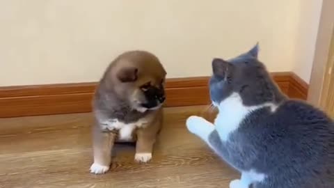 Cute cat and dog