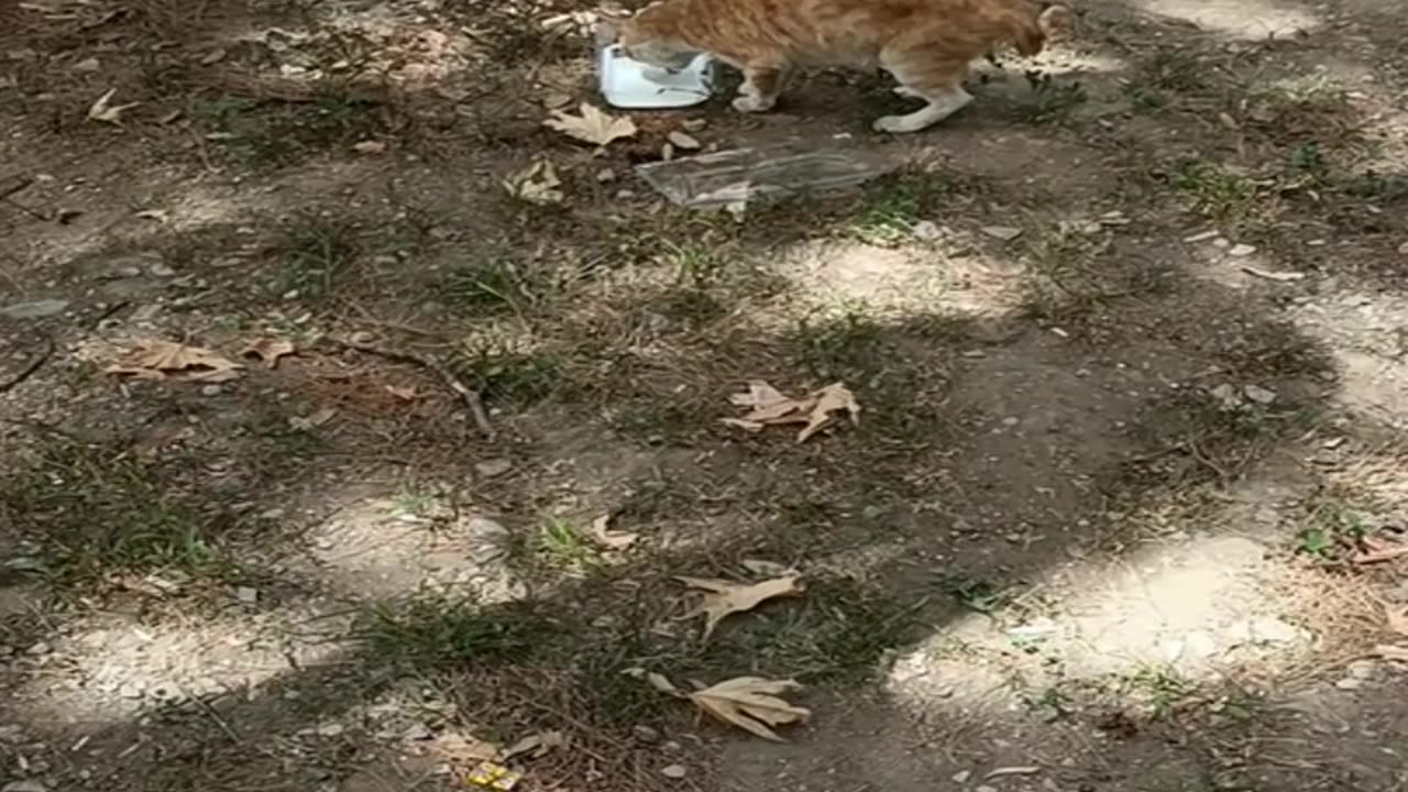 A cute and beautiful cat is drinking milk