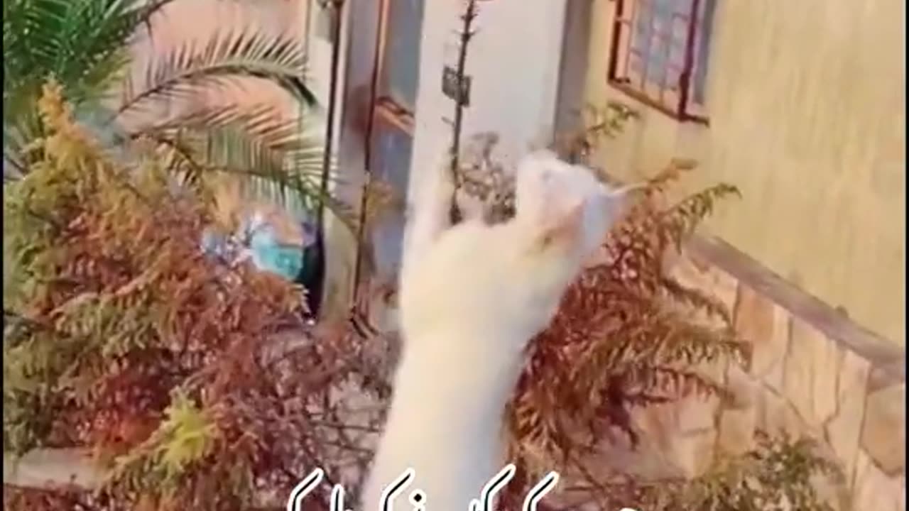 Cat shikar funny video cat lover