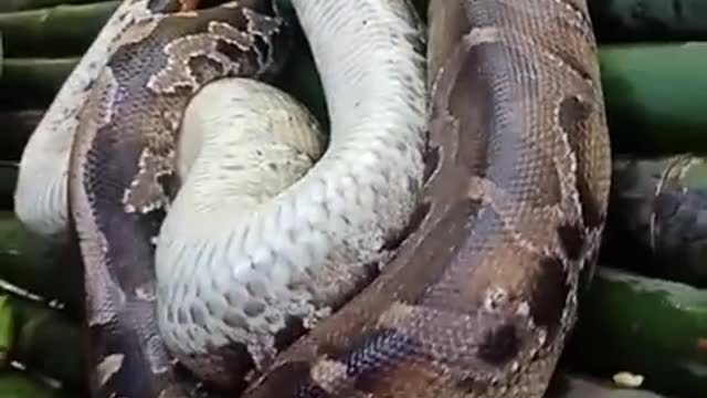 Wild Creature-snakes that are often found in the interior forests of Kalimantan