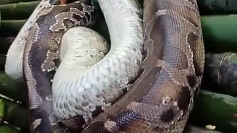 Wild Creature-snakes that are often found in the interior forests of Kalimantan