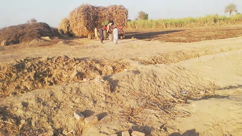 Tractor vedio with loaded sugarcane crop