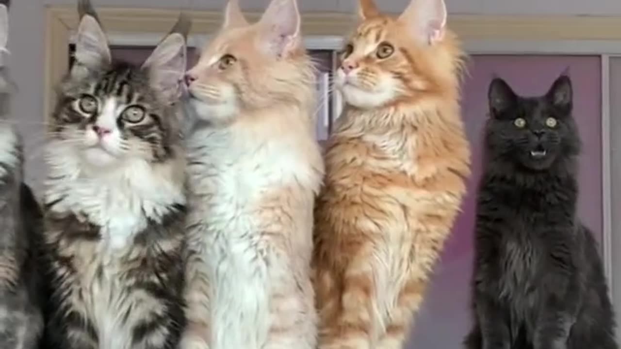 Many cat funny short video