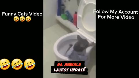 New Funny Video 2023, 😍 Funny Cats Videos 2023 🤣 Funny animals #cute #funny - #cat - #video