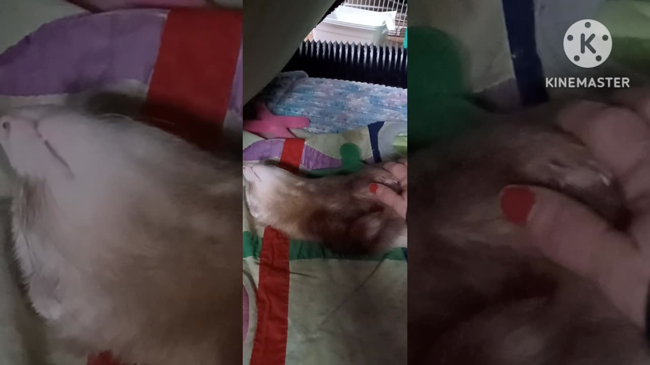 Ferret massage....