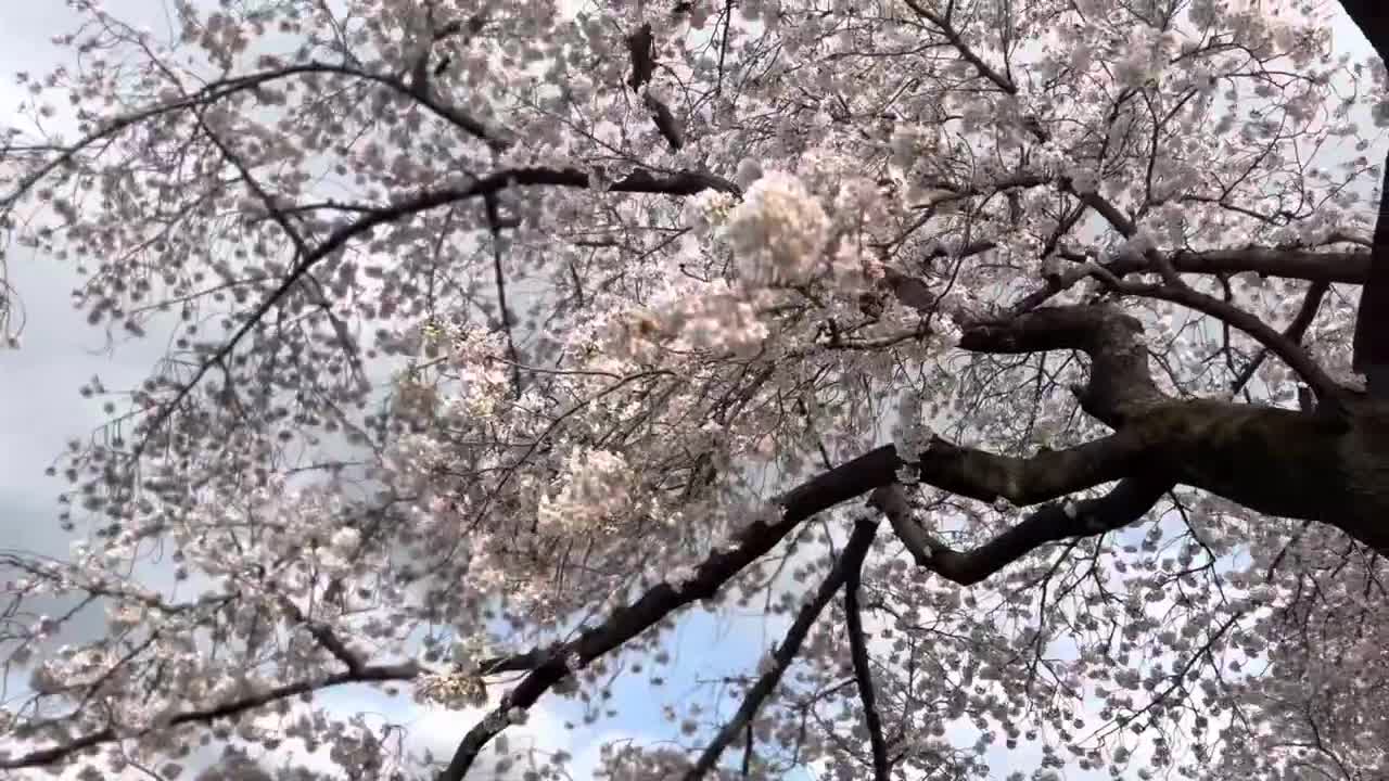 Japanese Cherry blossom shot on iphone apple Steve Jobs sakura sakura mankai in Tokyo nogawa river