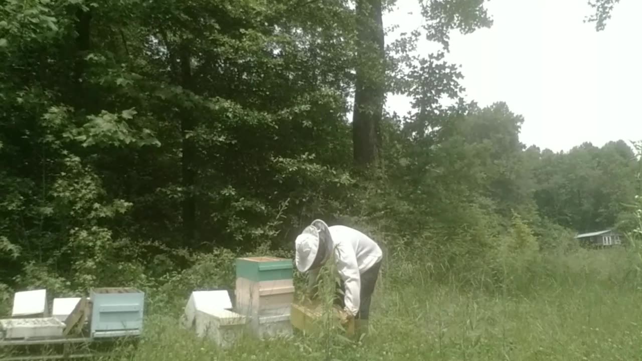 Check Out These Bee Hives