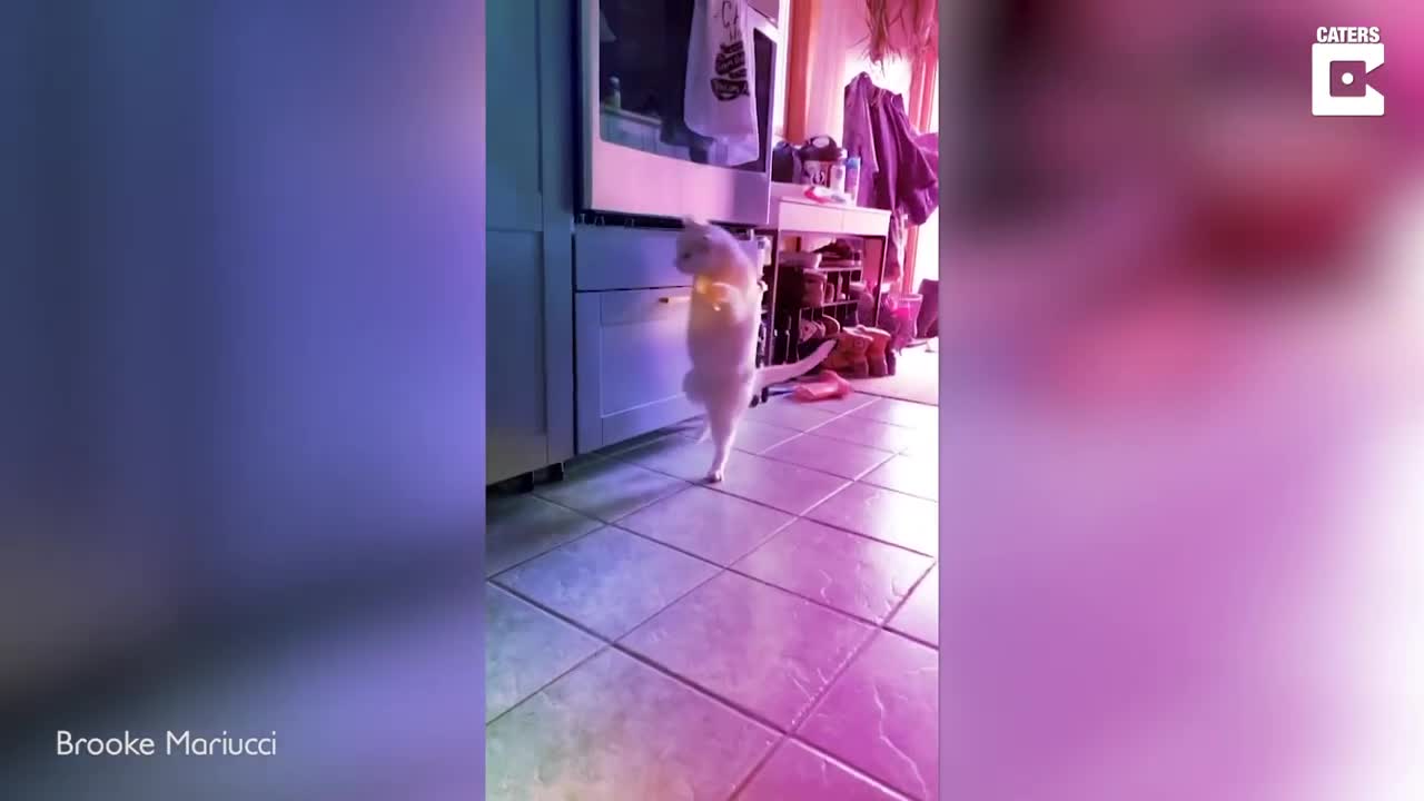 Cat reaction