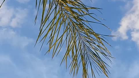 I LOVE the palm leaves swaying and the breeze!