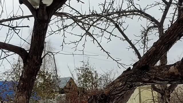 My tree is a funny cat! it is mine.