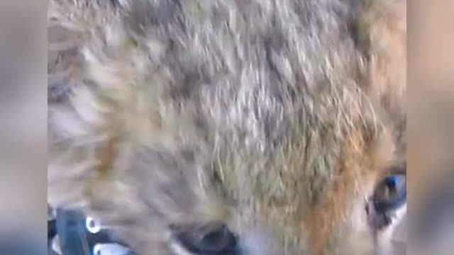 The kitten