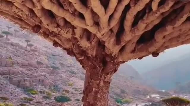 Socotra Island one of the most amazing Island on the world