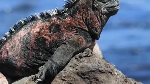 marine Iguana