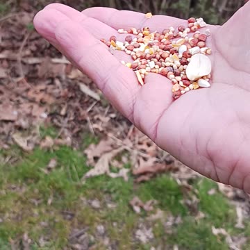 Chickadee & titmouse