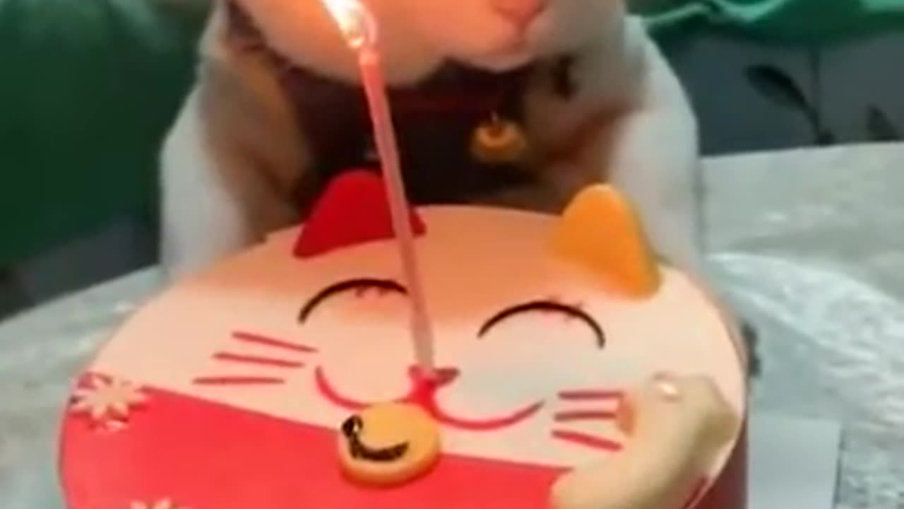 Cat get birthday cake