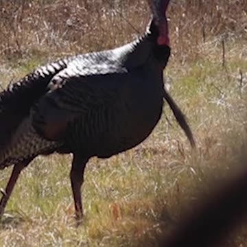 GONZO!!!! #greatshot