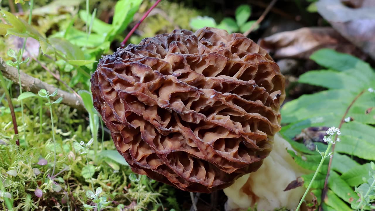 Laddered Landscape Morel