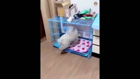 New Funny Animals 😂 Funniest Cats and Dogs Videos 😺🐶