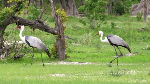 Beautiful birds and nature mix sound effects