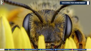 CLIMATE CHANGE MADNESSES U.S GOVERNMENT APPROVES WORLD’S 1ST VAXX FOR HONEYBEES