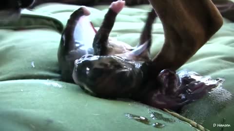 Dog Has Amazing Birth While Standing!!