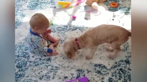 Cute dogs and babies are best friend dogs baby sitting baby