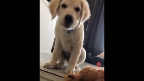 Funny Golden Retriever Puppies collection.