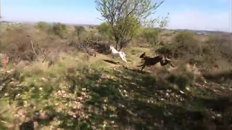 Chien contre grand cochon dan la foret.