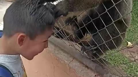 Monkey Pulls Boy's Hair