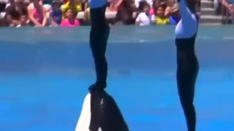 Orca kill Great white shark