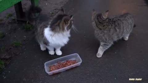 📹 cute cat is saying something to me