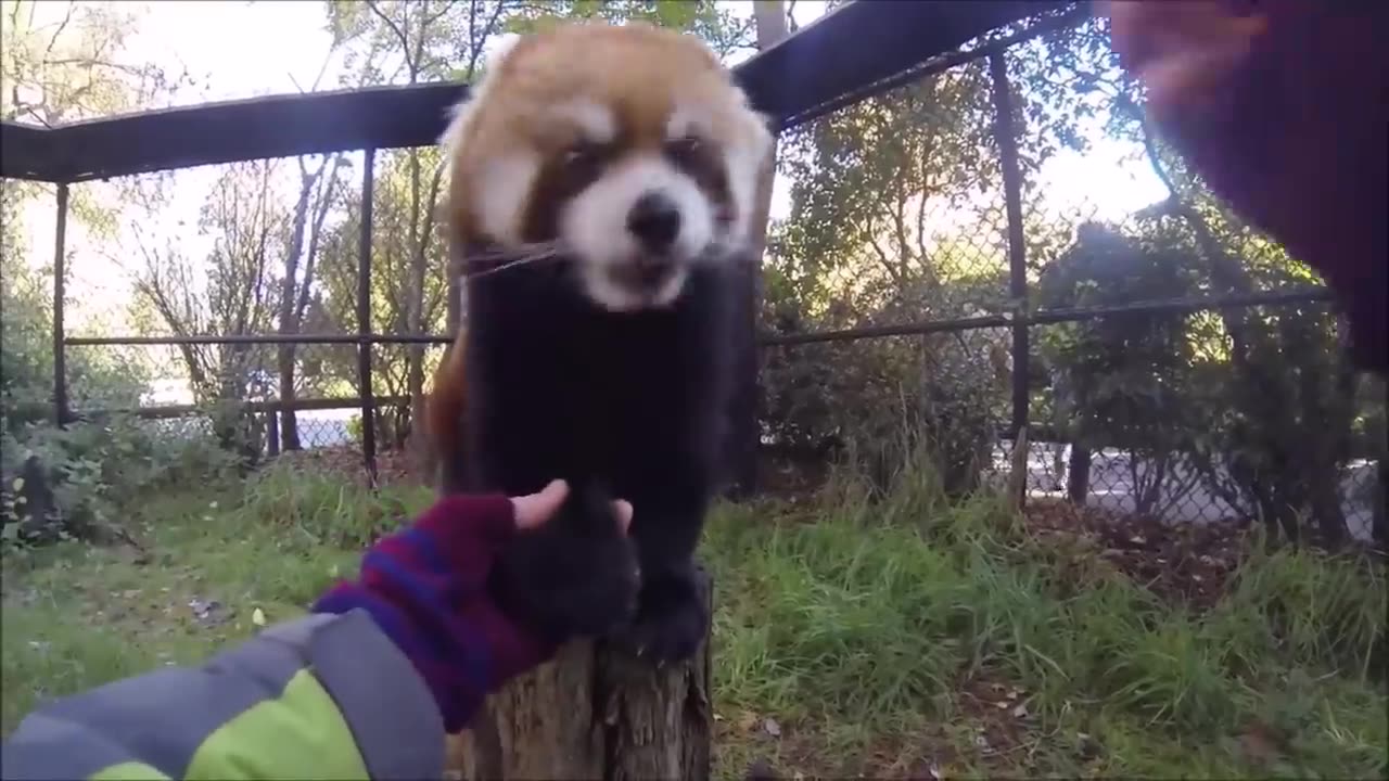 Most Adorable Red Panda