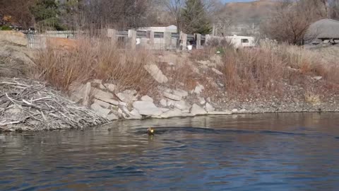 Chessie fetching in river