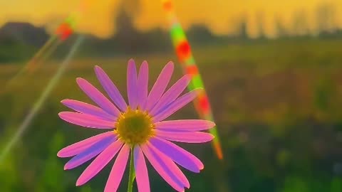 butiful nature ❤️❤️