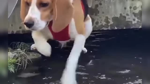 dog afraid of water