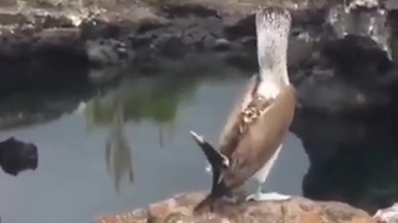 Blue Footed Booby Bird's Unique Walk #shorts #viral #shortsvideo #video