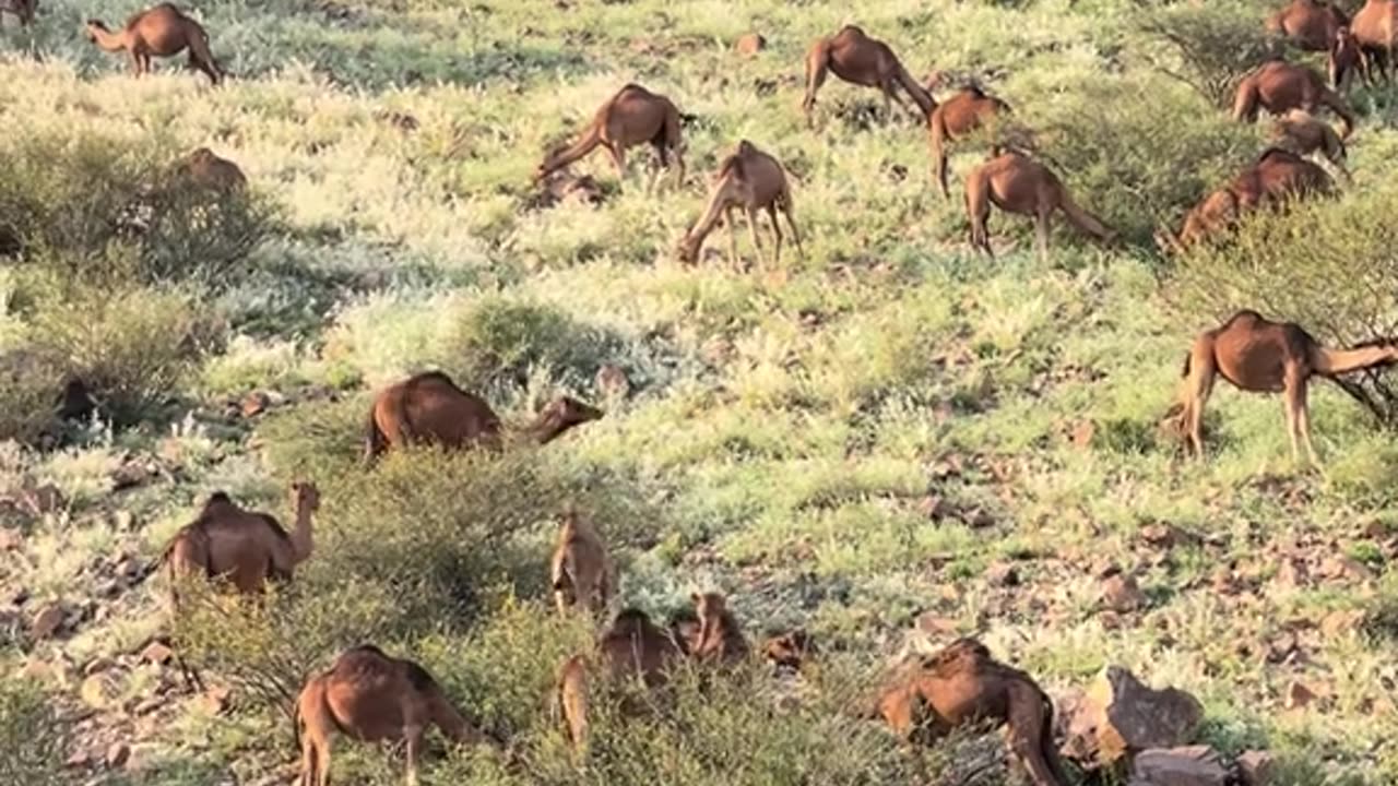 camel🐫🐫🐫