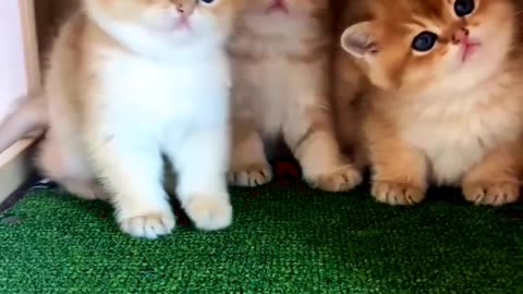 Cool baby kittens ❤️🥰