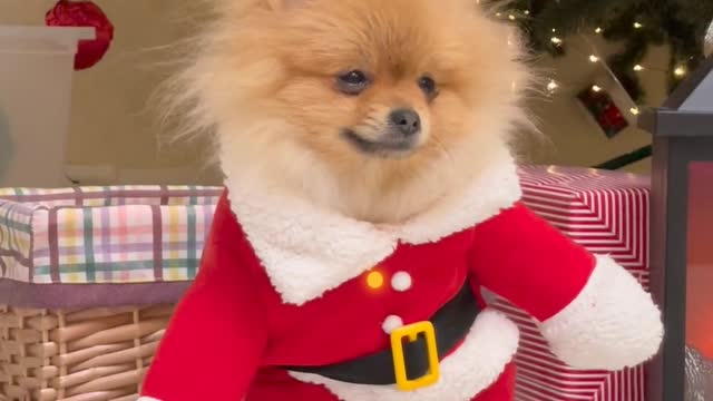 PUPPIES WEARING SANTA CALUS CLOTHES 🧑‍🎄 🤶 🧑‍🎄